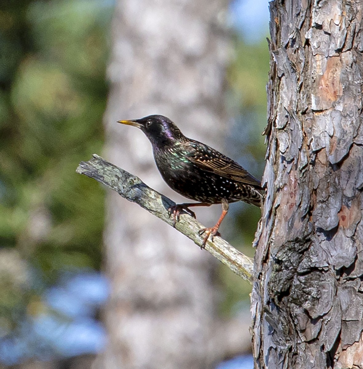 European Starling - ML335187451