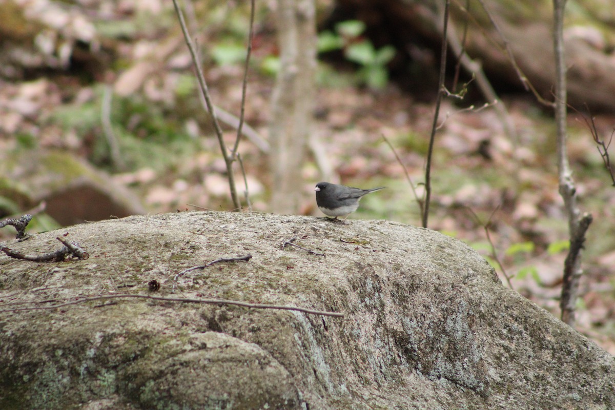 Dark-eyed Junco - Ersilio Cerminaro III