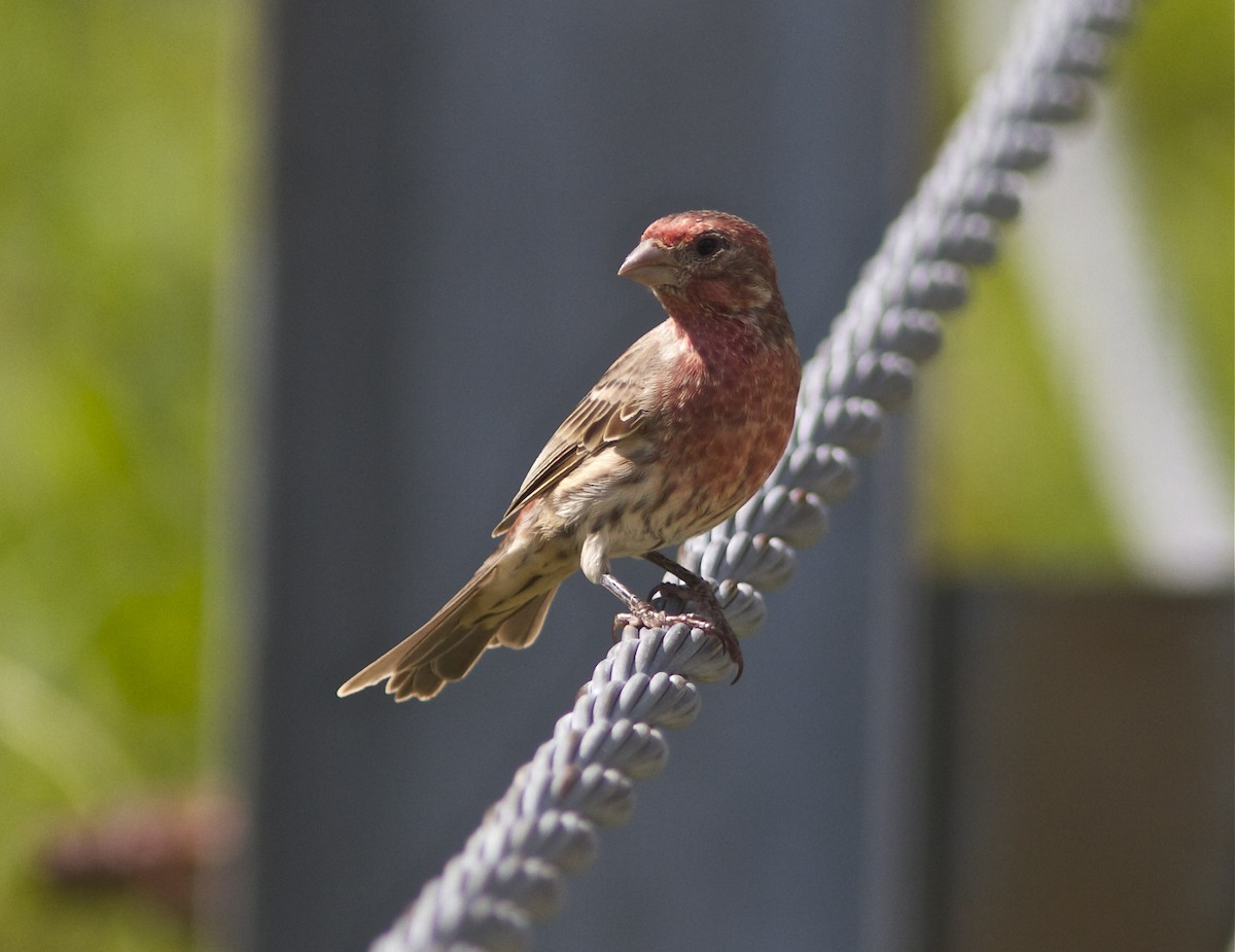 House Finch - ML33518771