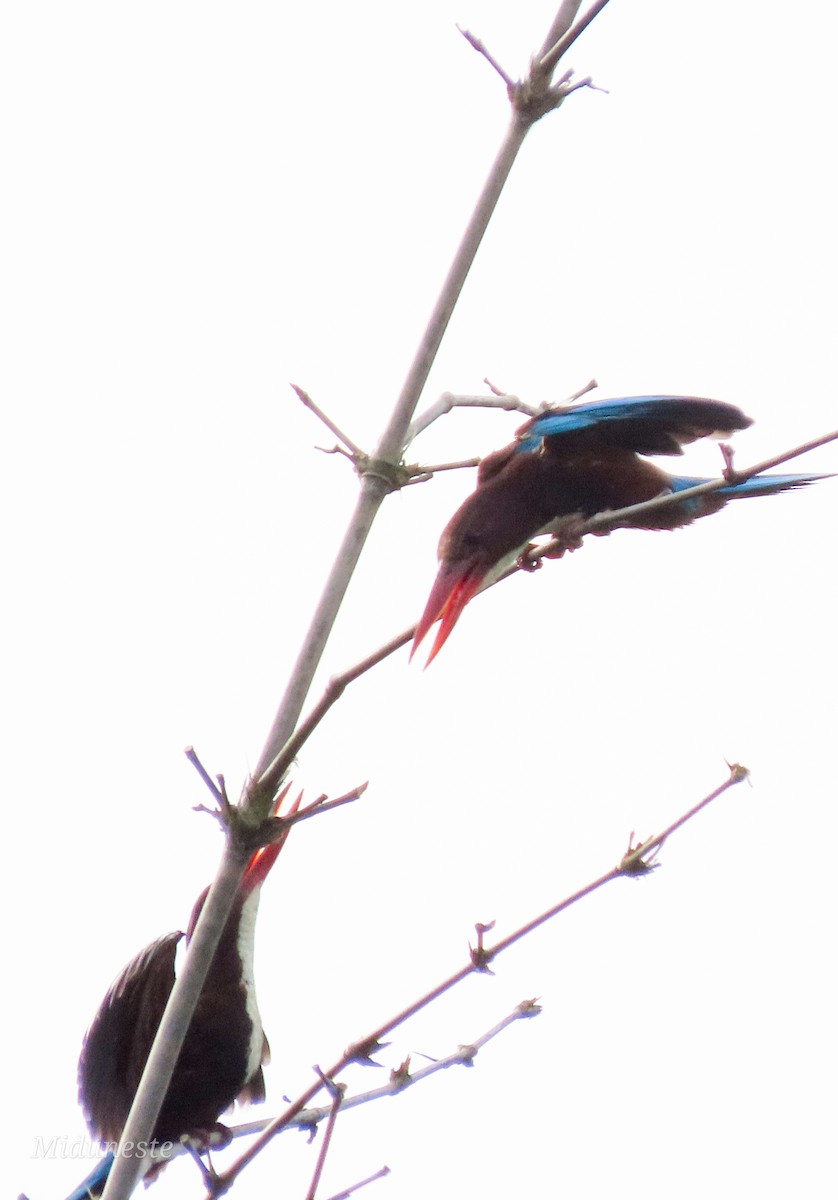 White-throated Kingfisher - ML335187741