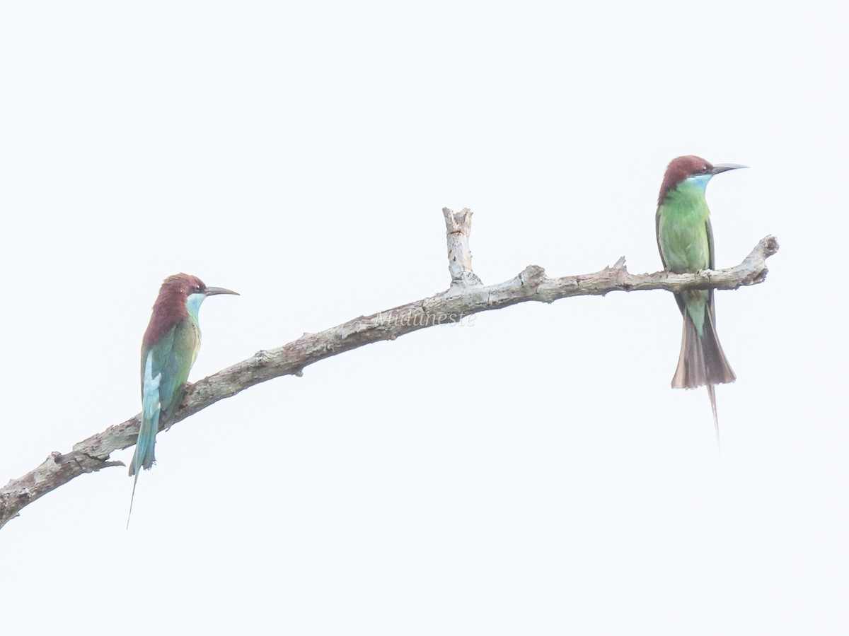 Blue-throated Bee-eater - ML335187761