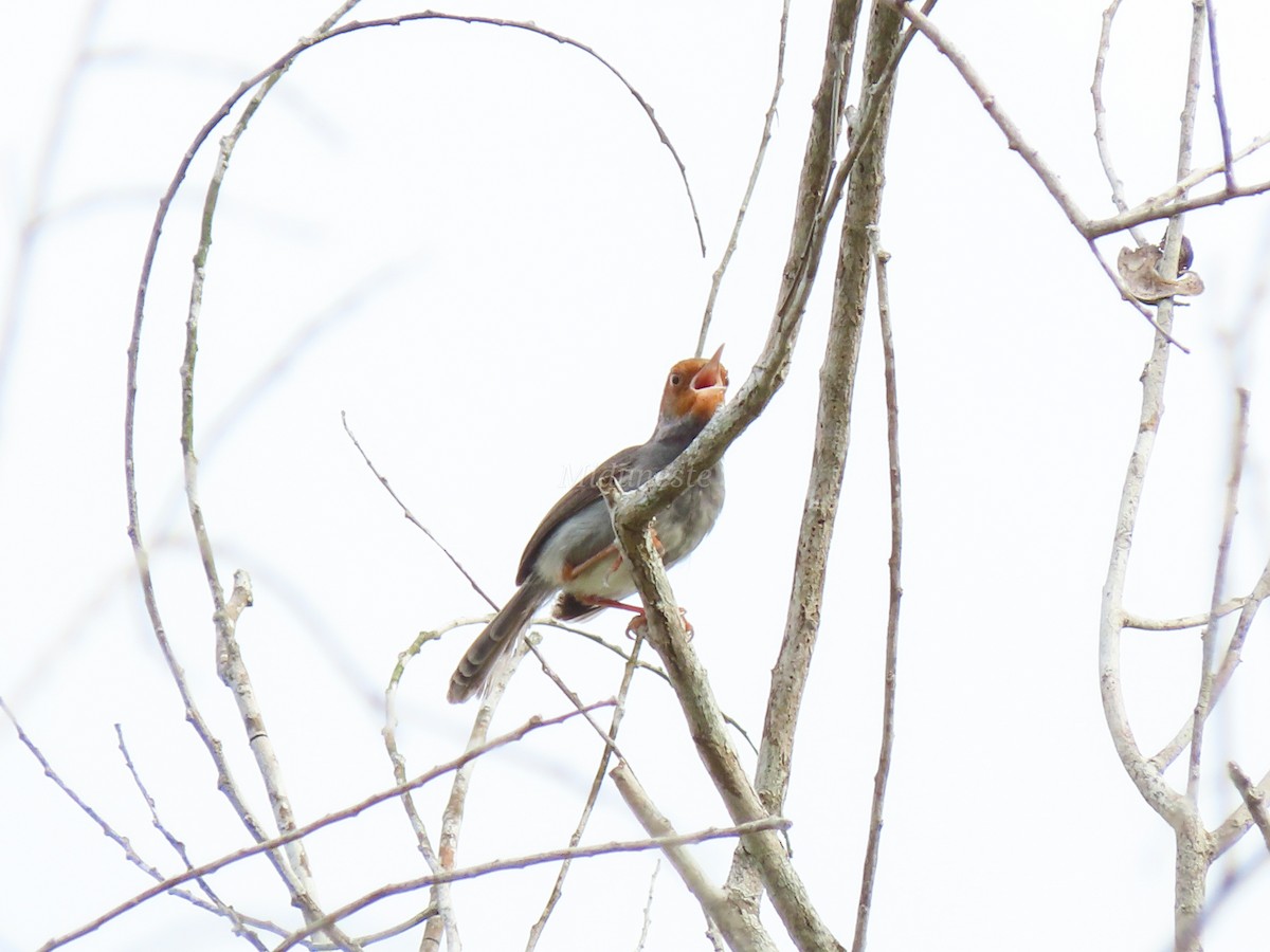 Ashy Tailorbird - ML335187821