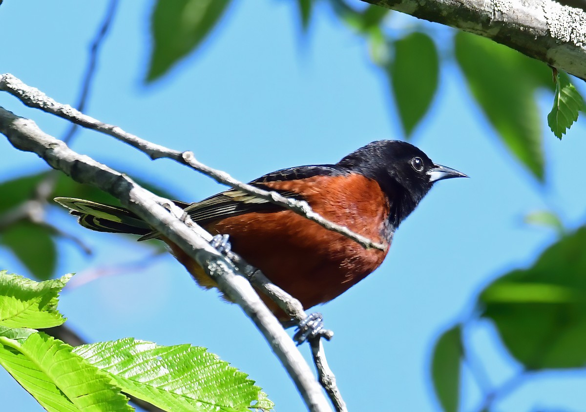 Orchard Oriole - Rod Lentz