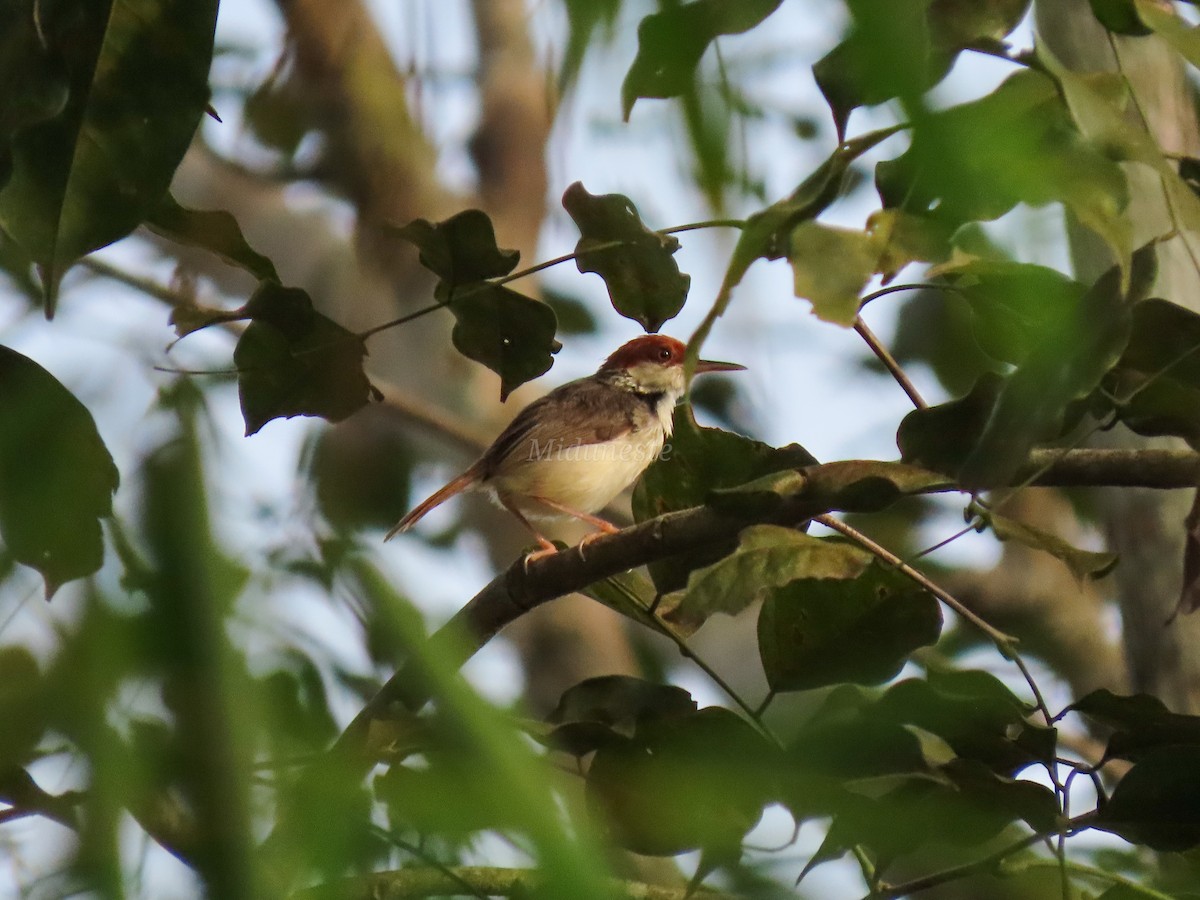 Rufous-tailed Tailorbird - ML335187981