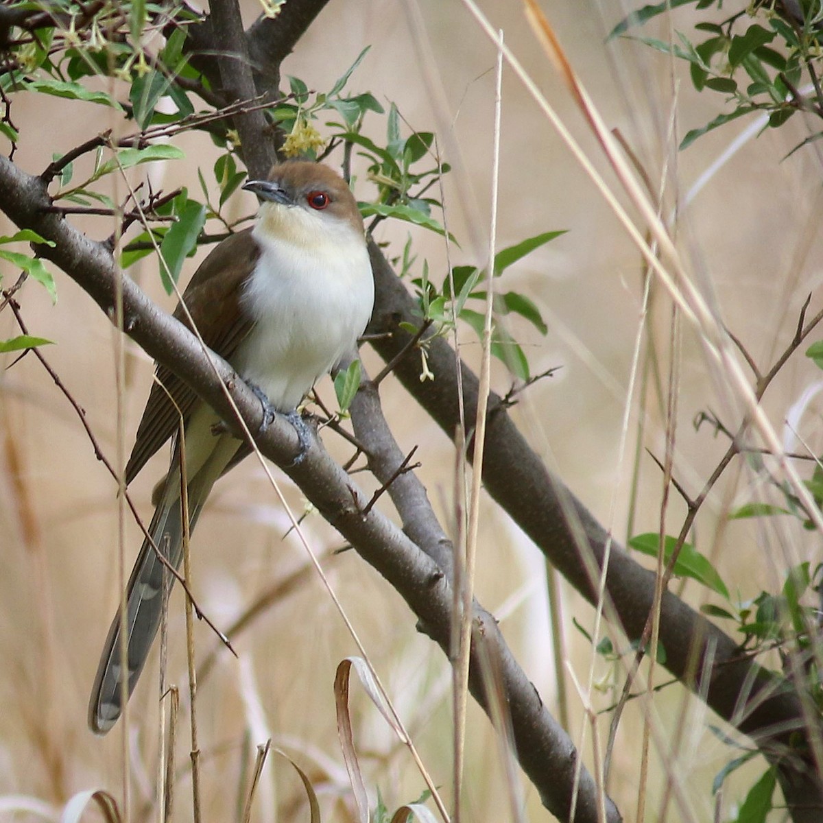 Black-billed Cuckoo - ML335189131