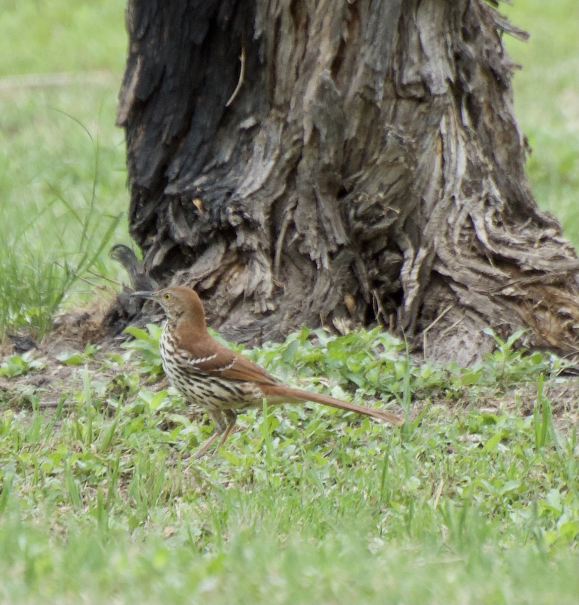 Brown Thrasher - John Harrington