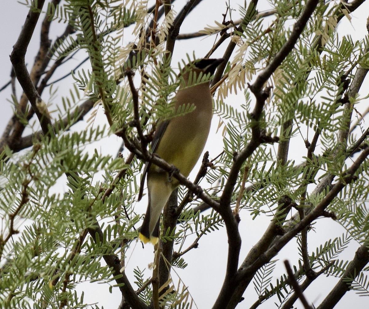 Cedar Waxwing - ML335190701