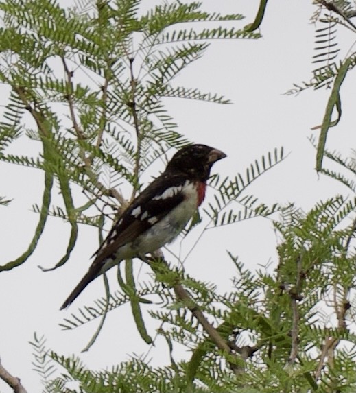 Rose-breasted Grosbeak - ML335190931