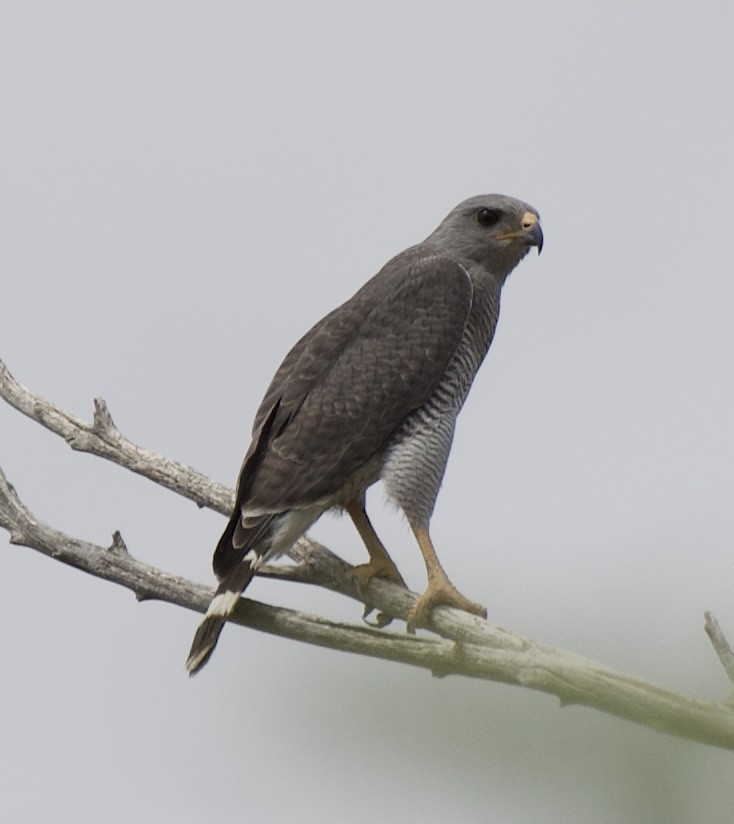 Gray Hawk - ML335191151