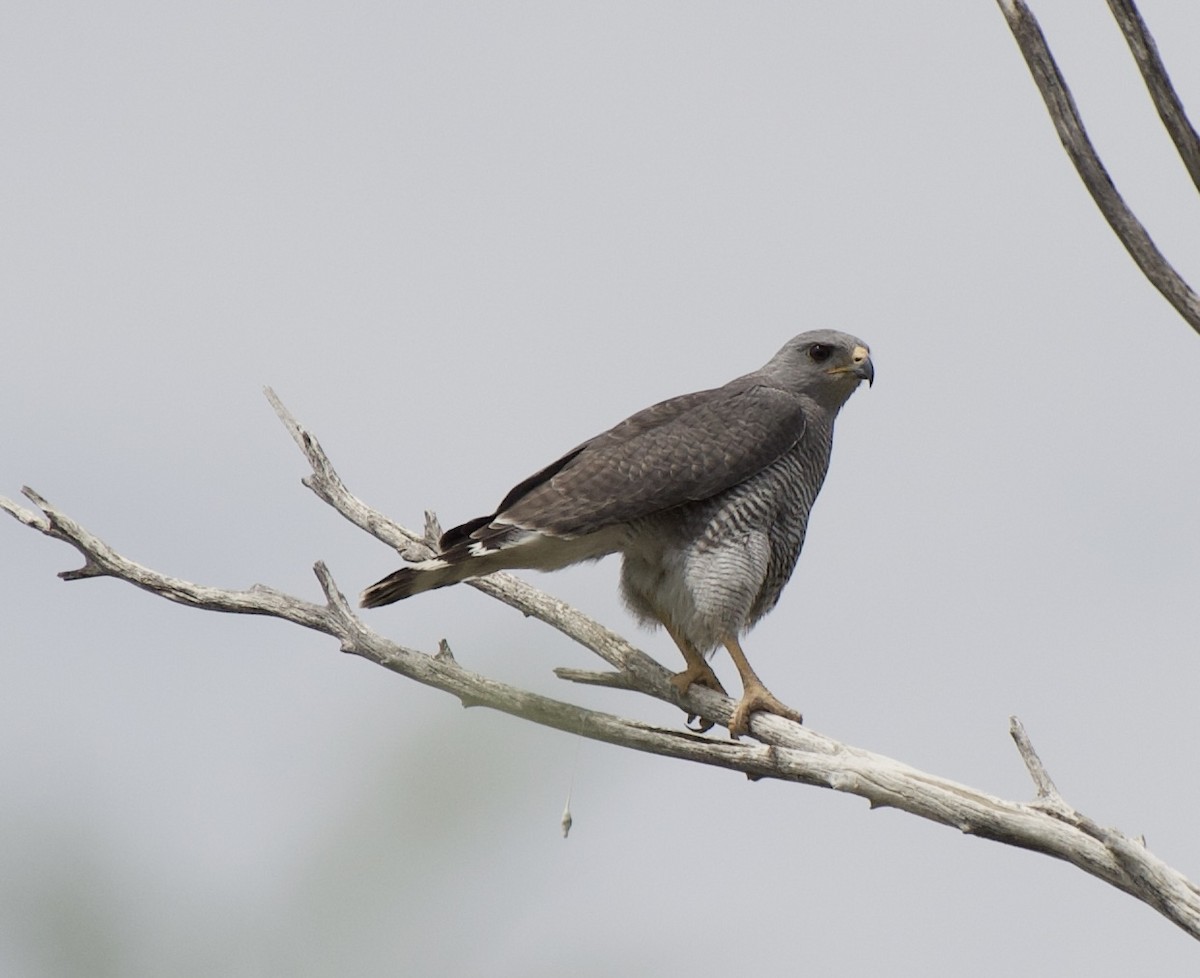Gray Hawk - ML335191161