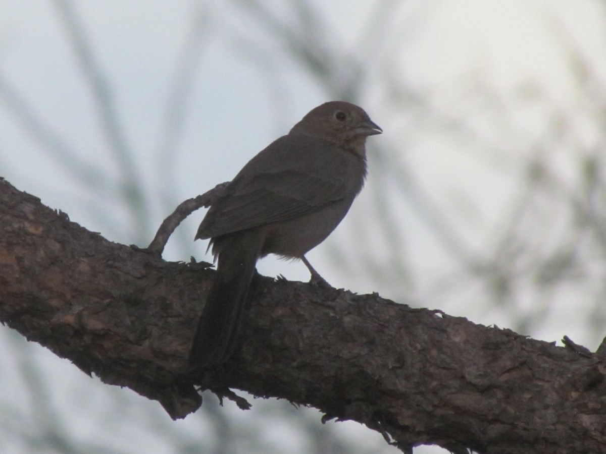 Canyon Towhee - ML335192311