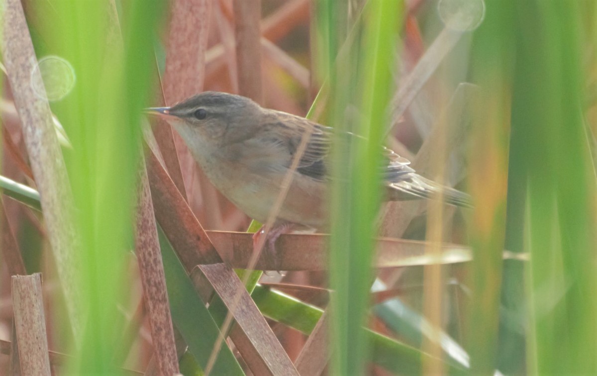 Pallas's Grasshopper Warbler - ML335192661