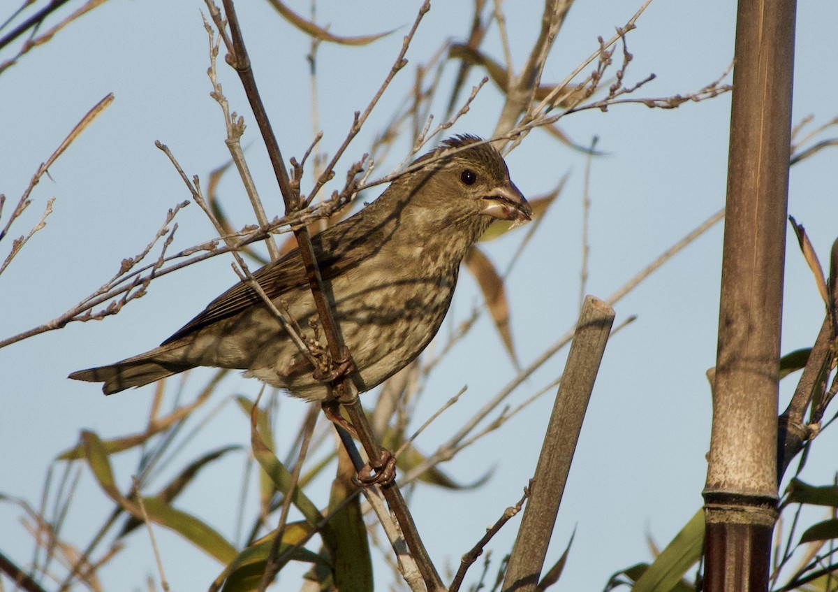 Purple Finch - ML335192671