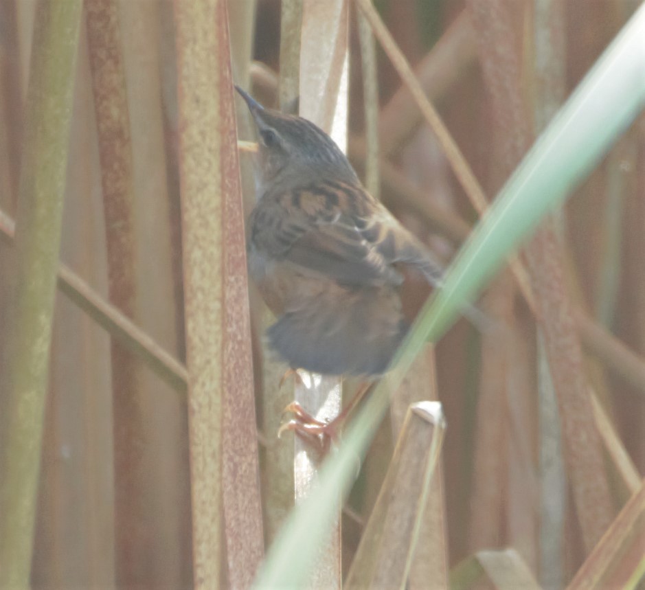 Pallas's Grasshopper Warbler - ML335192751