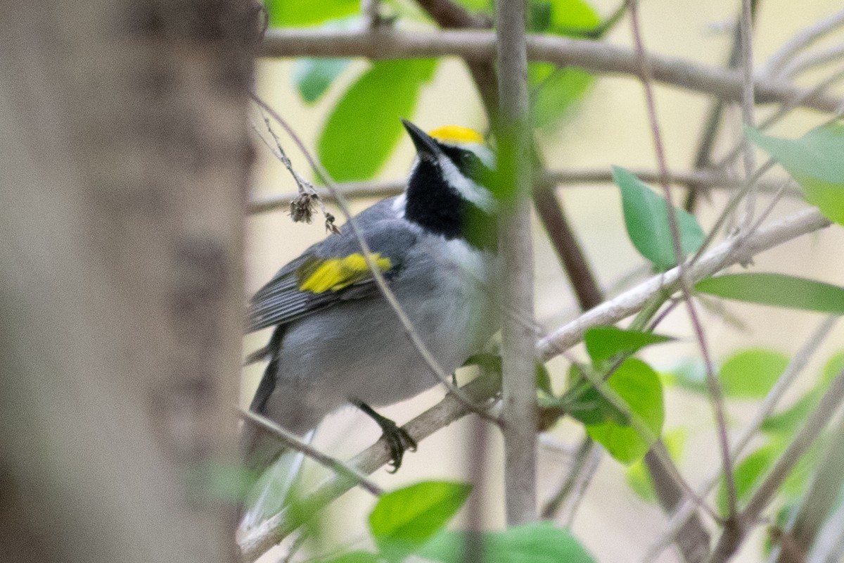 Golden-winged Warbler - ML335193361