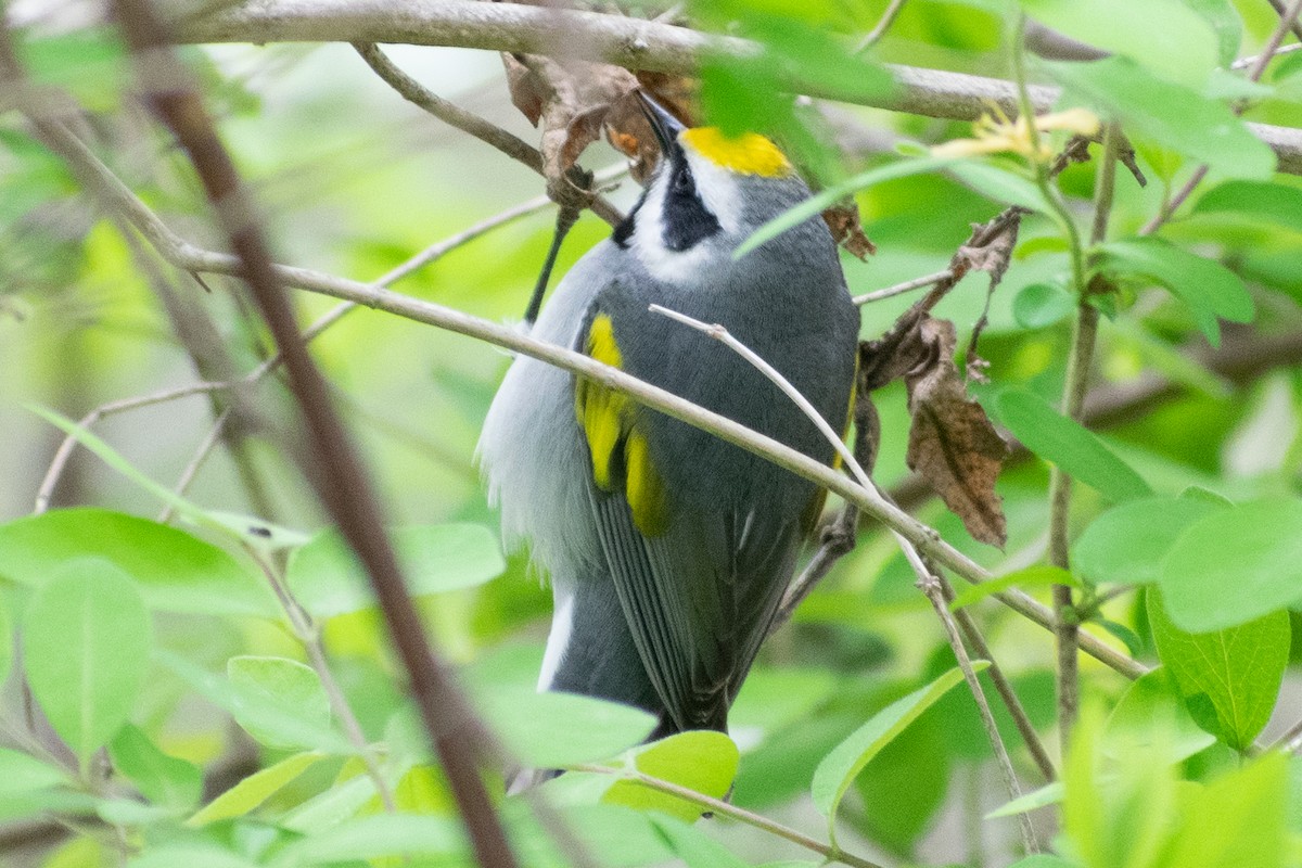 Golden-winged Warbler - ML335193381