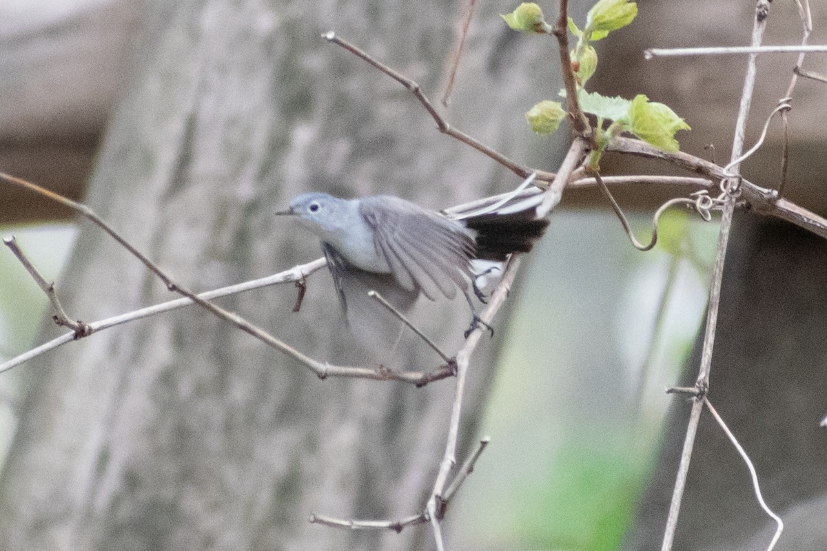 Blue-gray Gnatcatcher - ML335193511