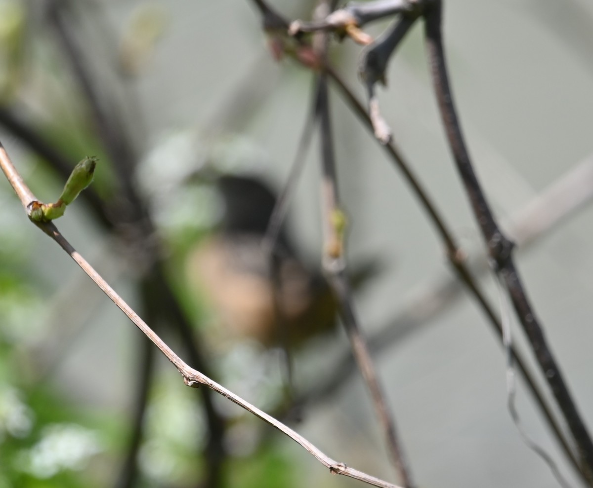 Sedge Wren - ML335194211