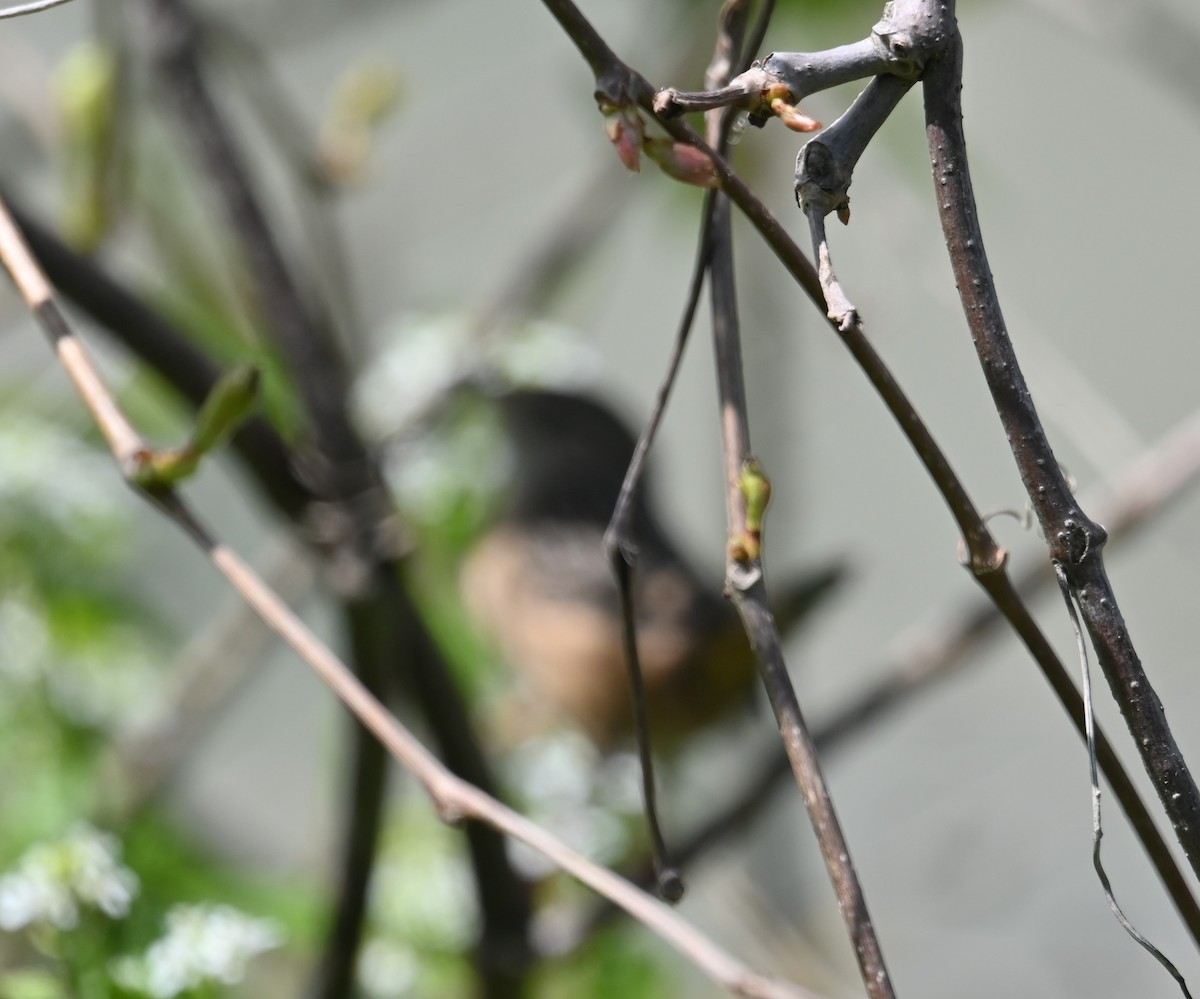 Sedge Wren - ML335194221