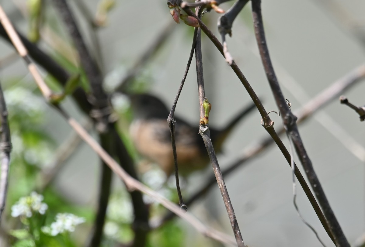 Sedge Wren - ML335194451