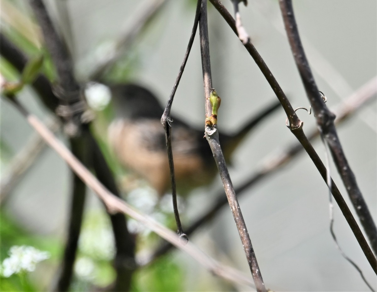 Sedge Wren - ML335194591