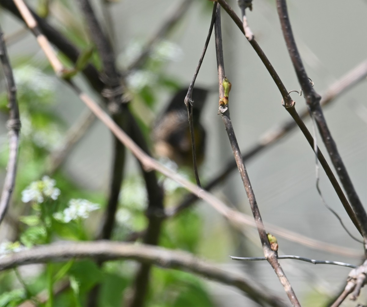 Sedge Wren - ML335194961