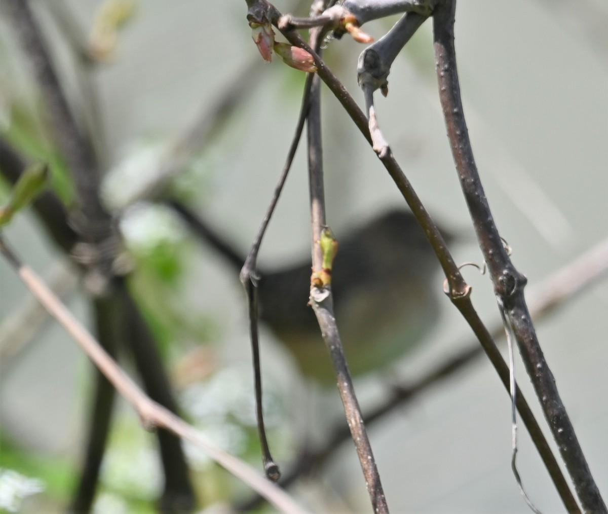 Sedge Wren - ML335195341