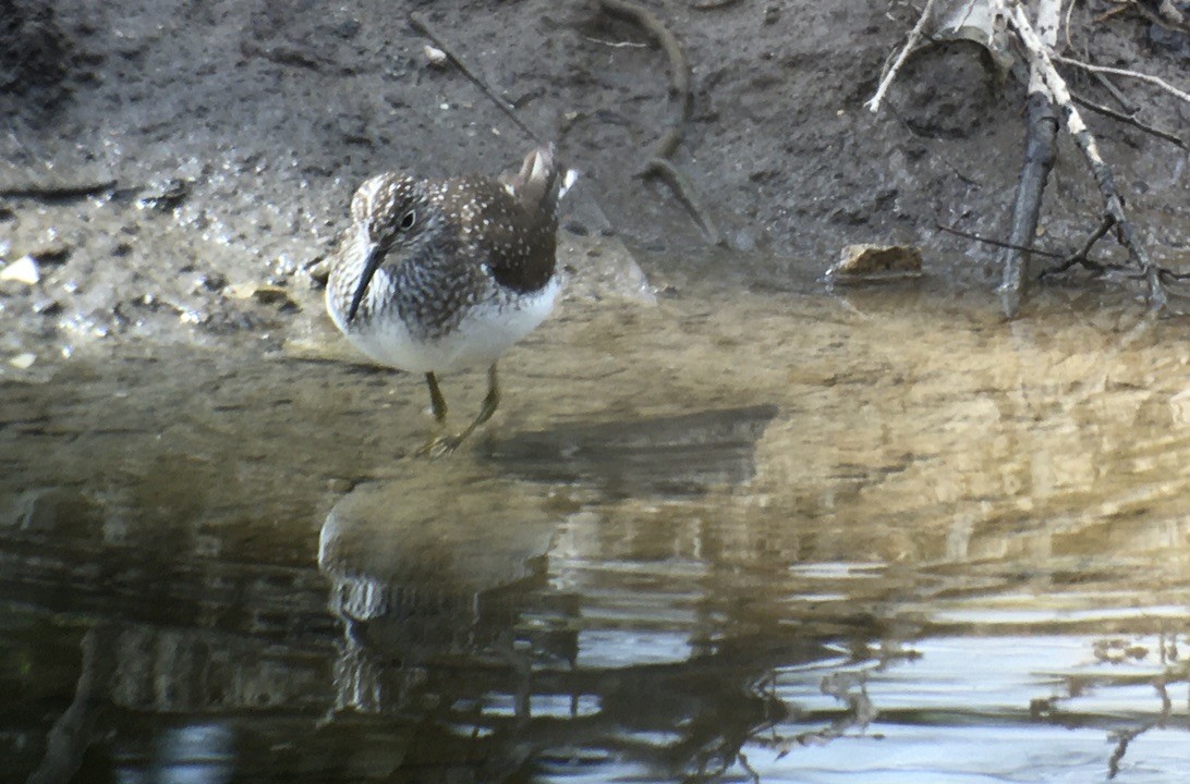 Solitary Sandpiper - Deane Atherton