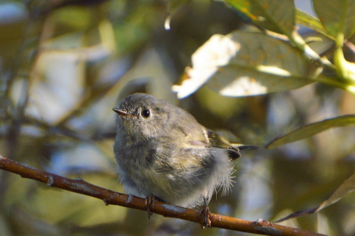 Ruby-crowned Kinglet - ML33519701