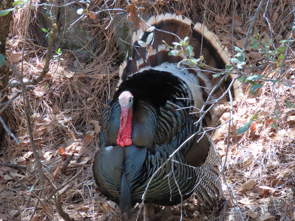 Wild Turkey - ML335198881