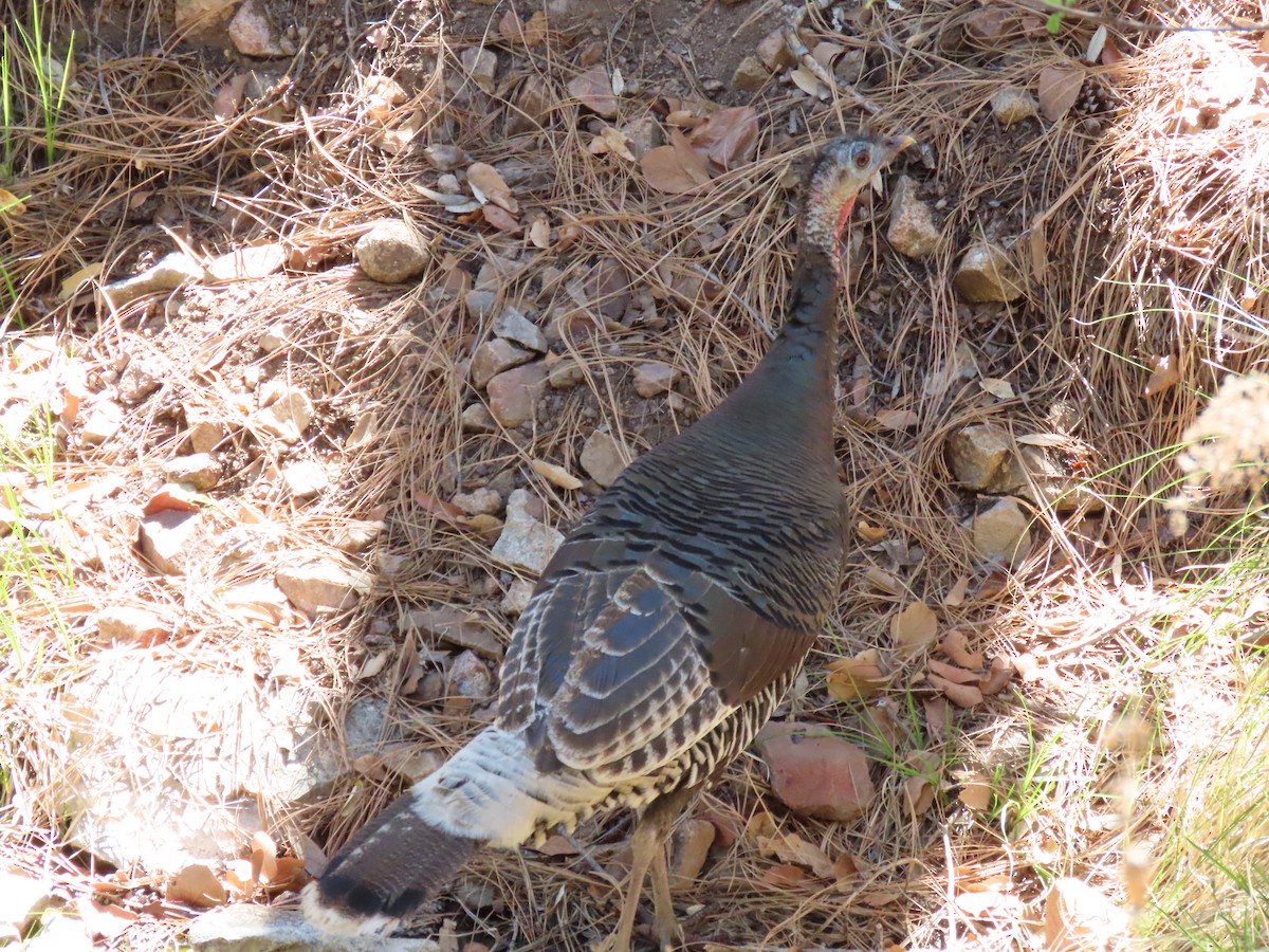 Wild Turkey - ML335199011