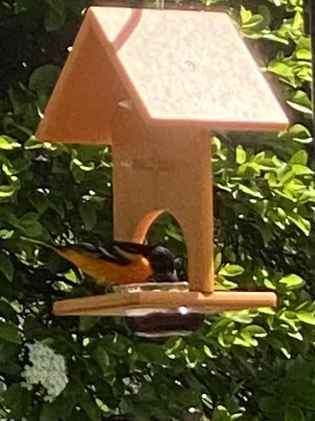 Baltimore Oriole - ML335199431