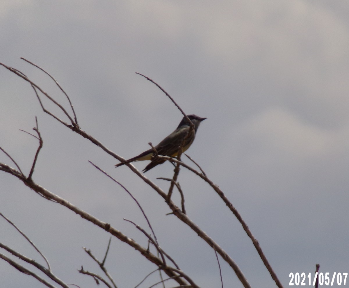 Western Kingbird - ML335202711