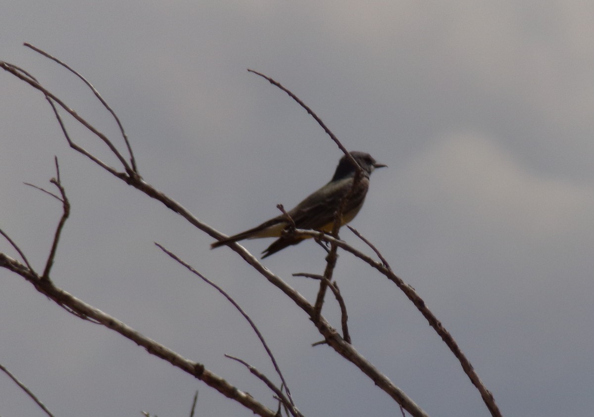 Western Kingbird - ML335202891