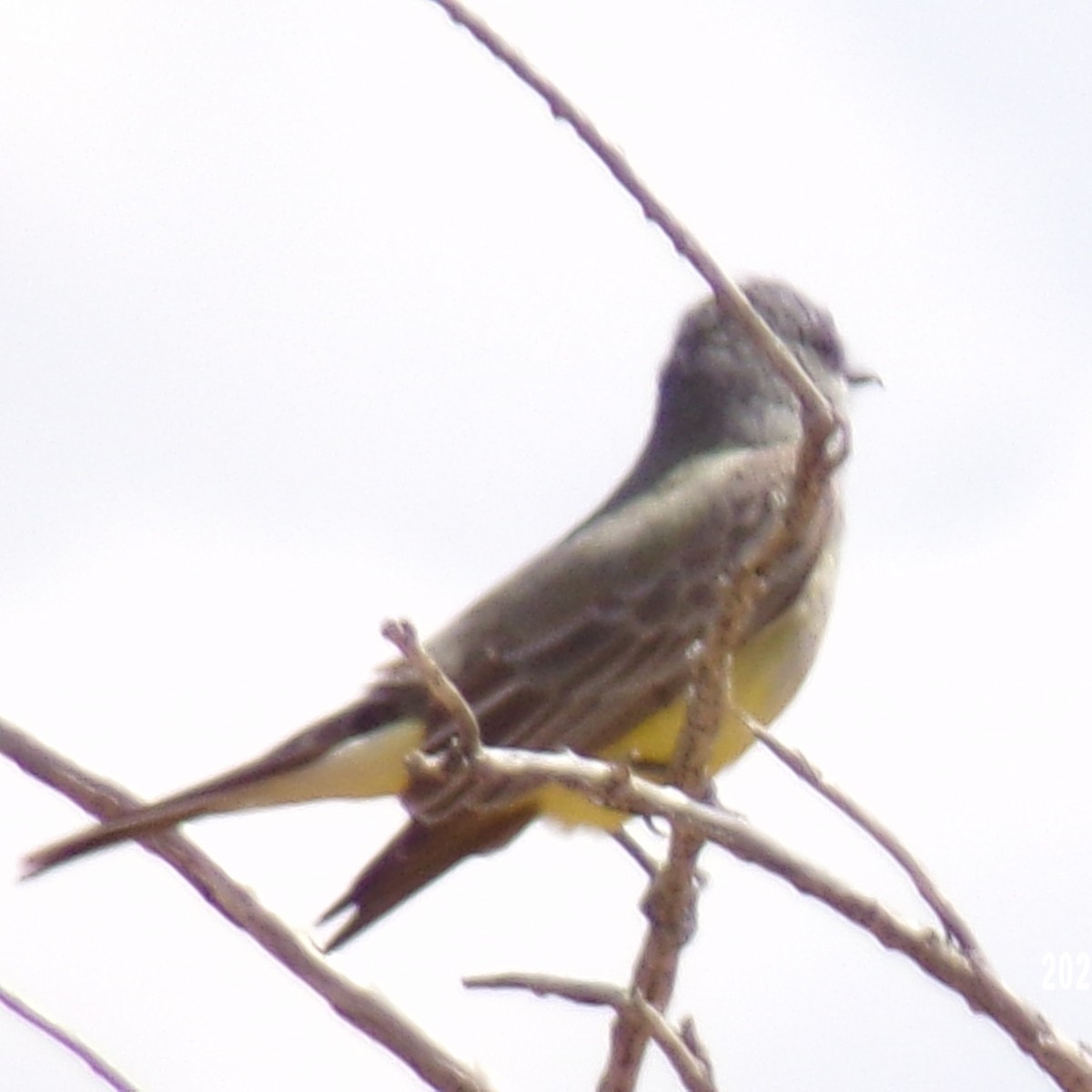 Western Kingbird - ML335203001