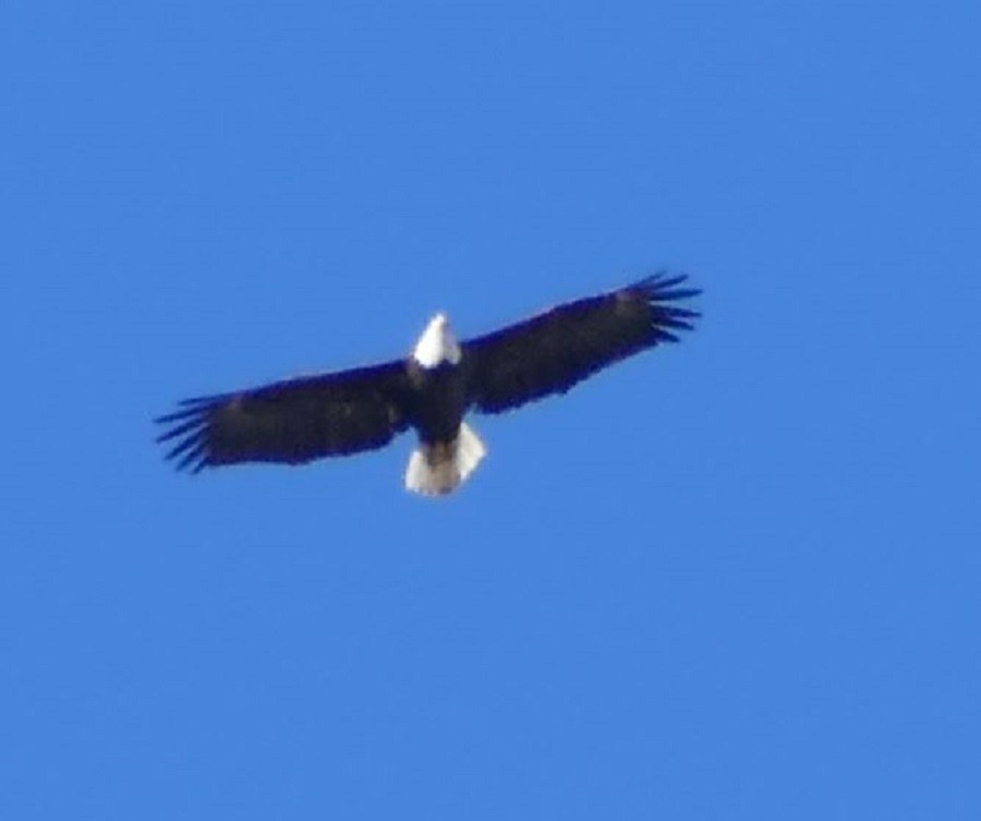 Bald Eagle - ML335203821