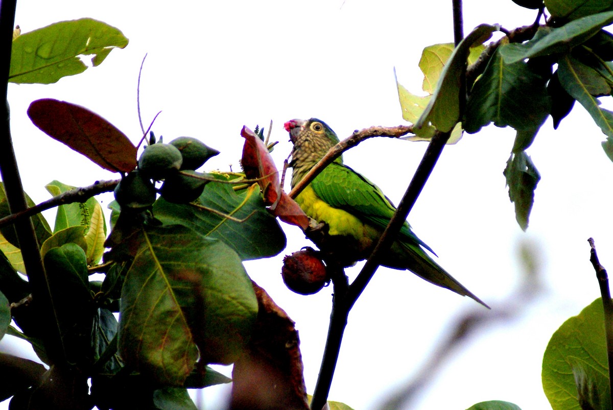 Brown-throated Parakeet - ML33520661