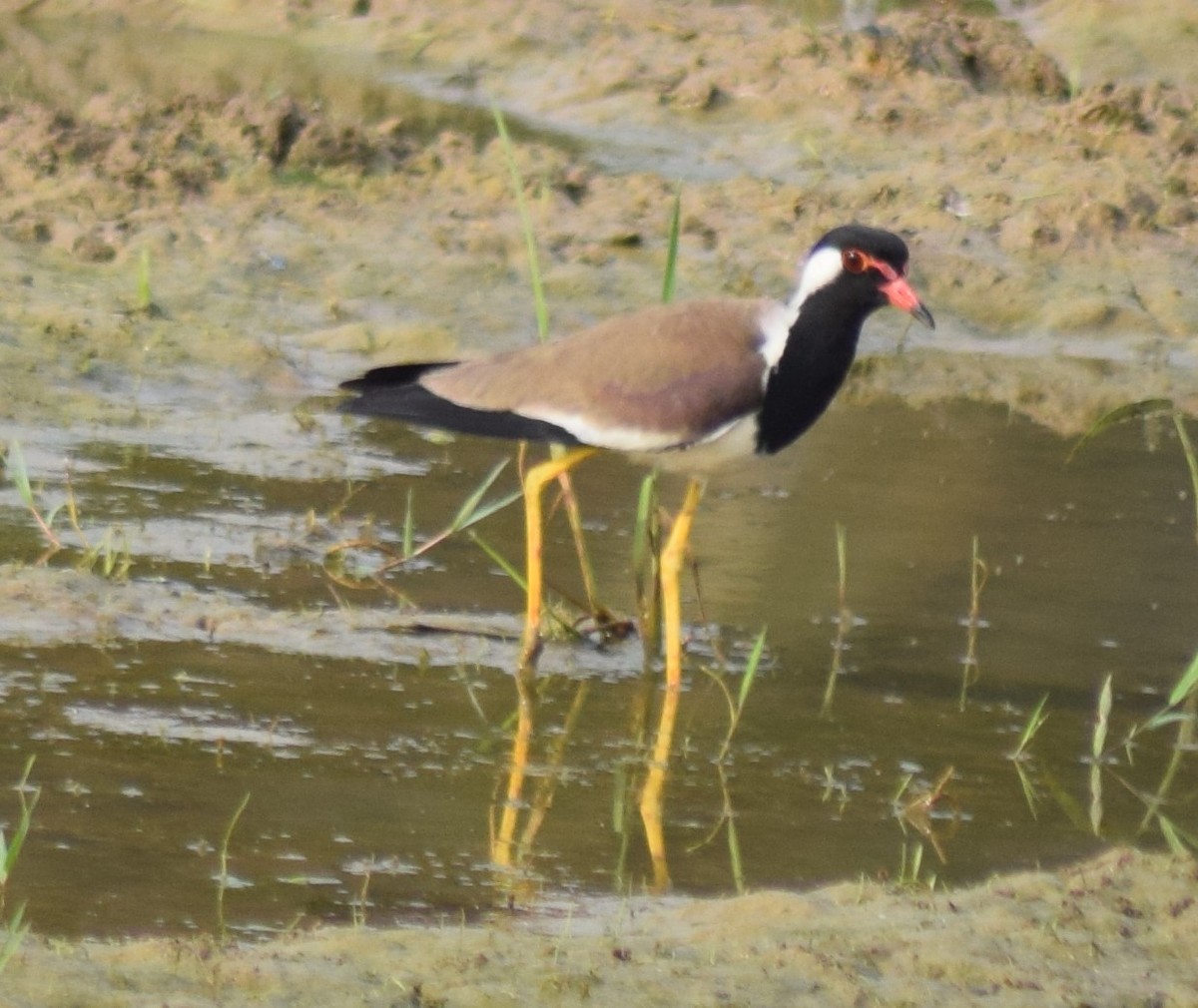 eBird Checklist - 13 Apr 2021 - Nonavinakere Paddyfields, Tiptur Taluk ...