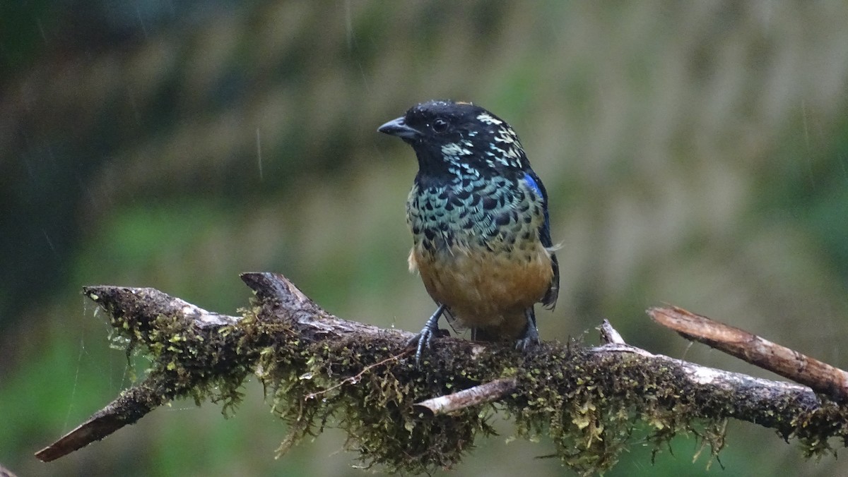 Spangle-cheeked Tanager - Diego Ramírez