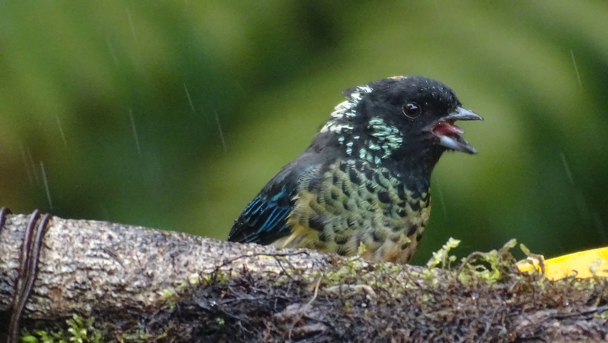 Spangle-cheeked Tanager - Diego Ramírez