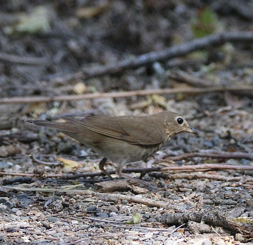 Grive à dos olive - ML335211801