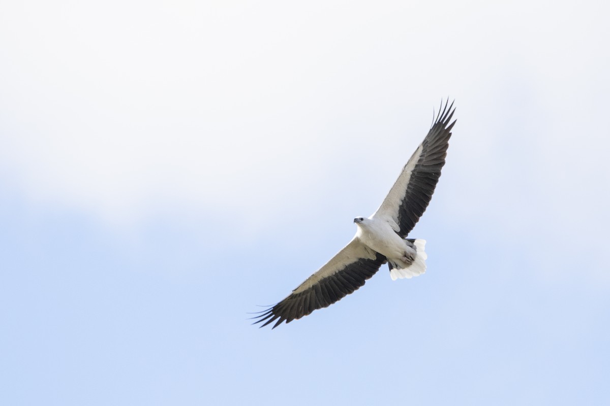 White-bellied Sea-Eagle - ML335211941