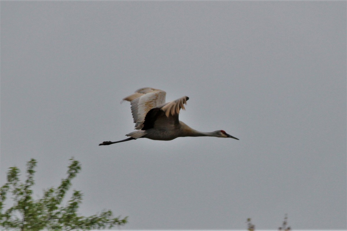 Sandhill Crane - ML335213431