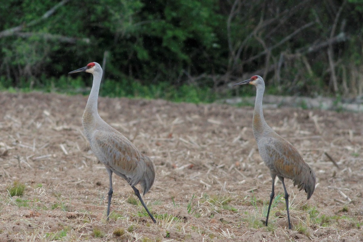 Sandhill Crane - ML335213461