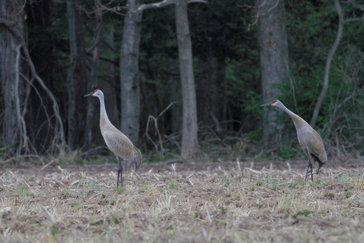 Sandhill Crane - ML335213471