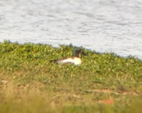 Northern Shoveler - ML335214201