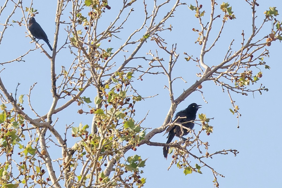 Common Grackle - ML335215681