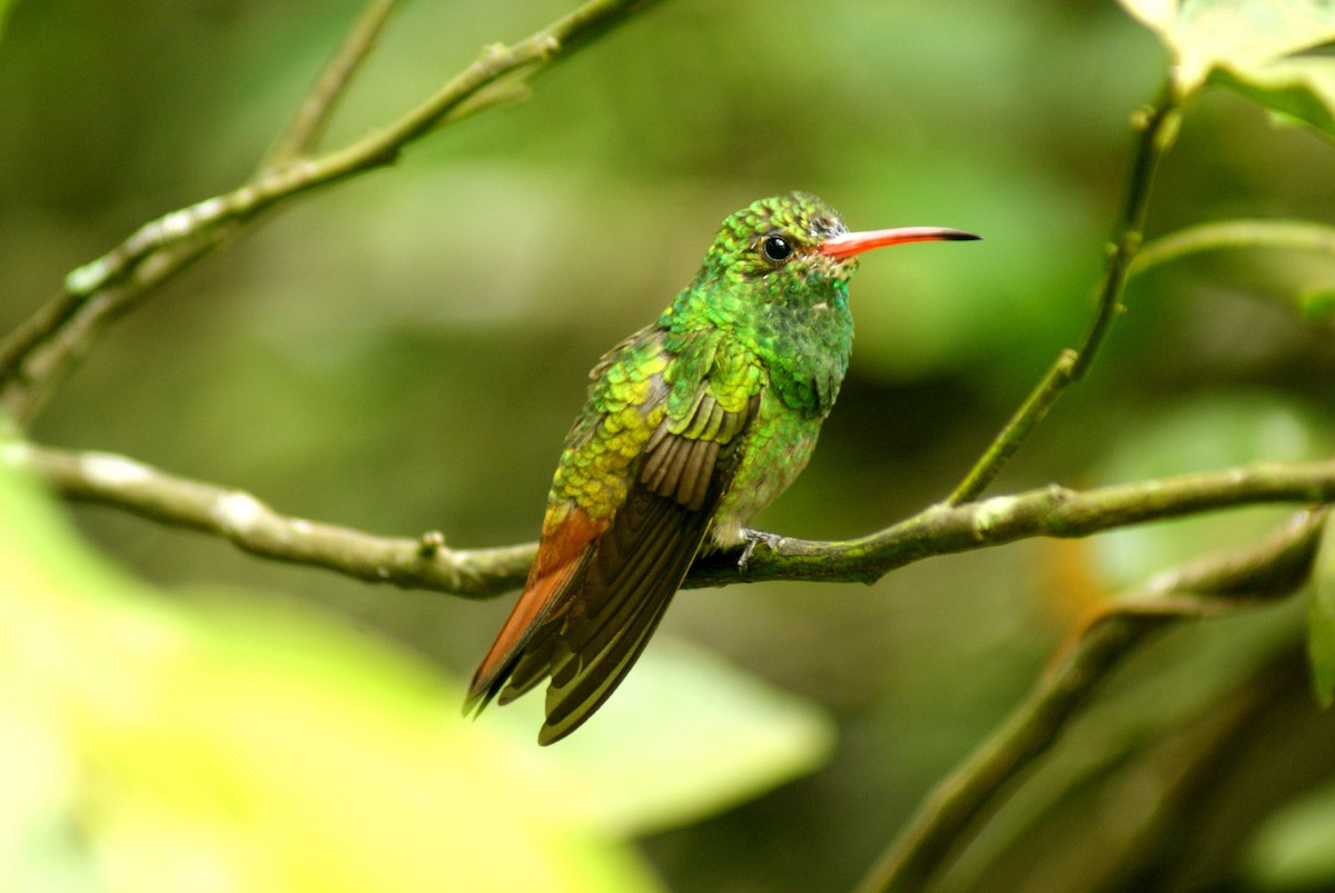 Rufous-tailed Hummingbird - Emiliano Garcia Loyola