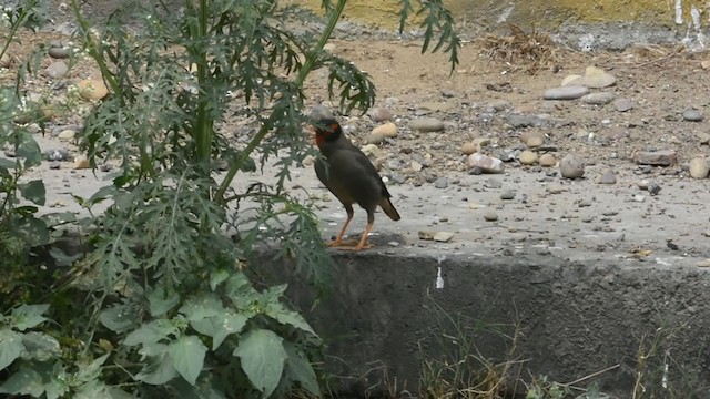 Bank Myna - ML335223931