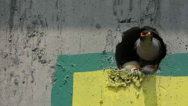 Bank Myna - ML335224681